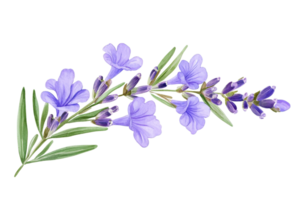 Illustration of a lavender sprig with delicate purple flowers and slender green leaves against a transparent background. png