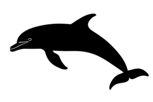 Silhouette of a dolphin in mid-jump, showcasing its graceful form and playful nature against a clear background. png