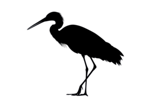 Silhouette of a long-legged bird standing gracefully with a large beak and slender neck, isolated on a transparent background. png
