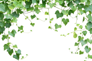 Lush green ivy leaves form a natural arch, creating an intricate and refreshing backdrop perfect for nature, garden, or outdoor-themed designs. png