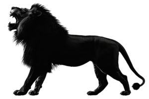 Majestic black lion roaring fiercely in a powerful stance, symbolizing strength and elegance against a dark backdrop. png