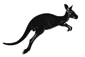 Sleek black kangaroo silhouette in motion against transparent background, illustrating dynamic movement and unique design. png