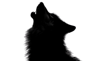 Silhouette of a wolf howling against a dark background, capturing the essence of wilderness and untamed nature in serene darkness. png