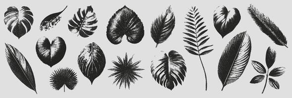 Set of elements with a retro photocopy effect. Realistic tropical leaves with a grain effect. vector