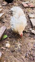 A chicken grazing and eating from the ground in an open farm video