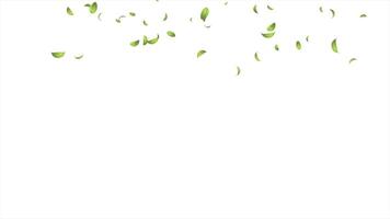 Green leaves falling animation. Realistic falling leaves. Natural leaves animation. Motion nature scene abstract background video
