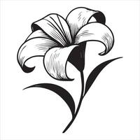 Vintage Lily Flower Illustration Clipart Design vector