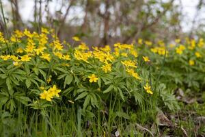Yellow spring flowers blooming in the forest on a sunny day photo