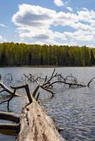 An old dry tree fell into the river against the background of a forest on the far bank photo