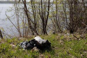 Riverbank, polluted with garbage, spring sunny day. The problem of ecology. photo