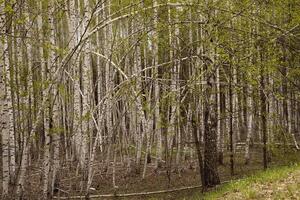 Birch trees in the forest on a sunny spring day, thin white trunks photo