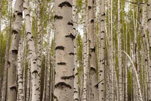 Birch trees with young green leaves in the forest on a sunny spring day photo
