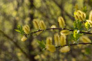 Willow blooming in spring in the forest on a sunny day photo