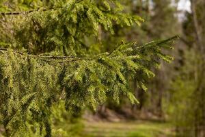 Branches of green spruce in the forest on a sunny spring day, blurred background photo