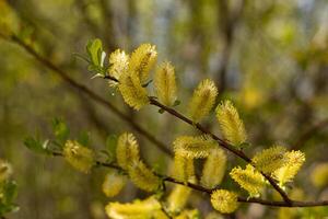 Willow blooming in spring in the forest on a sunny day, close-up, blurred background photo