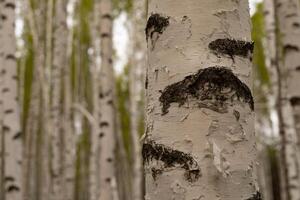 Birch grove on sunny spring day, white trunk close-up photo