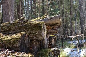 Old broken tree stump in the forest in springtime, Russia. photo
