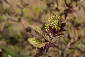 Elderberry blooming in spring against the background of the forest close-up photo