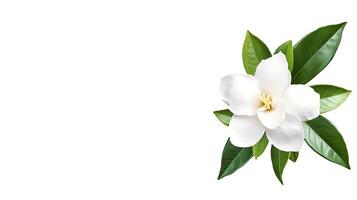 close up of single gardenia bloom with pristine white petals and lush green leaves, evoking sense of tranquility and beauty photo