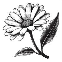 Simple Common Daisy Flower Drawing for DIY Projects vector