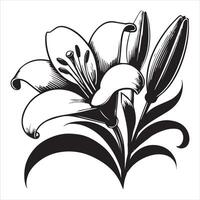 Beautiful Lily Flower Illustration Clipart Design vector