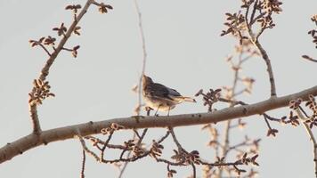 Turdus pilaris sitting on spring tree branch and singing. Captivating Turdus Pilaris A Stunning Bird on a Branch. Fieldfare Turdus pilaris, a member of the thrush family Turdidae. video