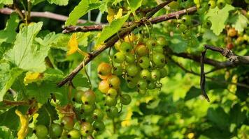 Clusters of green and reddish currants dangle from a vine surrounded by vibrant green leaves. This delightful display occurs in a garden video