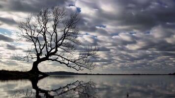 Captivating Nature Scene Footage of Leafless Tree Reflected in Calm Water video