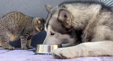 A playful cat and a friendly dog eat together from a shared bowl, showcasing their bond and harmony during mealtime at home. This adorable moment captures their interactions video