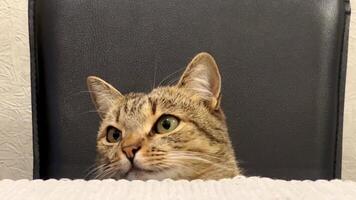 A curious cat perches on a chair at the dining table, its expressive face peeking over the edge. The scene captures this feline's fascination during a calm moment video