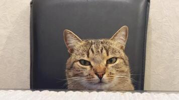 A curious cat sits at the dining table, gazing attentively as it enjoys the environment during a leisurely afternoon at home. Its curious expression captures the moment well video