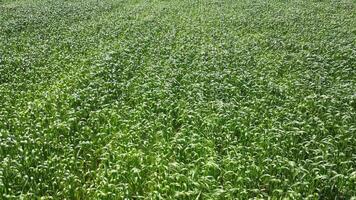 An aerial view of a cornfield in slow motion. The camera slowly moves over the lush green plants, showing the rows of corn growing tall and strong video
