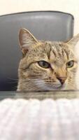 A playful and curious cat sits at the table, observing its surroundings with a relaxed expression. The cozy atmosphere invites a sense of comfort and companionship video