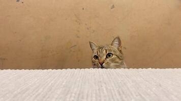 A playful cat peers over the edge of a table, intently observing the activities of its human companions in the warm ambiance of a living room during evening hours video