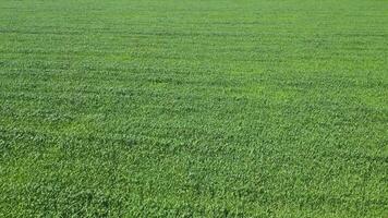 Corn field. A vast field of green grass swaying gently in the breeze on a sunny day video