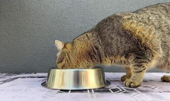 A cat and dog share a metal bowl, happily eating together in a friendly atmosphere. Their playful interactions showcase the bond between them during mealtime video
