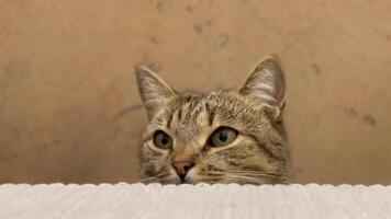 A cute cat is curiously peeking over the edge of a table, displaying an inquisitive look. The cozy setting adds charm to this playful encounter in the room video