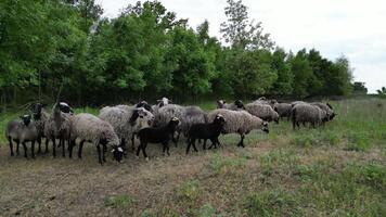 A flock of sheep graze in a green field, surrounded by trees video