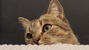A cat is looking at the camera while sitting on a couch video