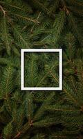 Square white frame centered over Christmas tree branches, designed for text promotion, with a festive and decorative holiday background photo