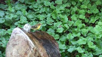 Small Yellow And Gray Bird Landing On Water Fountain Drinking Looking Around And Taking Off Again video