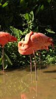 Vertical of flamingo bird live in nature, nature background, pink flamingo bird video