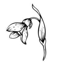 Minimal botanical illustration Snowdrop. Spring flowers in bloom. Black ink hand-drawn linear design of delicate white blossoms with leaves. Botanical set in contour style on isolated background. vector