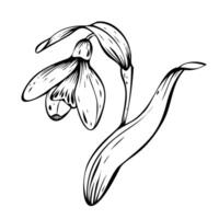 Minimal botanical illustration Snowdrop. Spring flowers in bloom. Black ink handdrawn linear design of delicate white blossoms with leaves. Botanical set in contour style on isolated background. vector