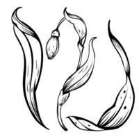 Minimal set botanical illustration Snowdrop. Spring flowers in bloom. Black ink hand-drawn linear design of delicate white blossoms with leaves. Botanical set in contour style on isolated background. vector