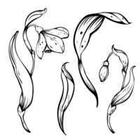 Minimal set botanical illustration Snowdrop. Spring flowers in bloom. Black ink hand drawn linear design of delicate white blossoms with leaves. Botanical set in contour style on isolated background. vector