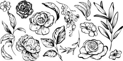 Leaves and flower collection. Hand-drawn illustration of botanical element. Set of monochrome plant sketche. Linear drawing for packaging or invitation. Etching in black ink for logo design. vector