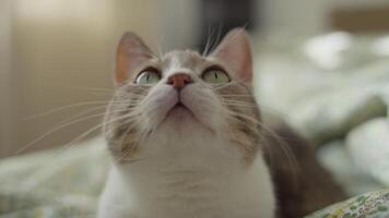 Close-Up of a Cat Looking Up with Curious Expression video