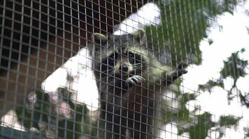 Selective focus on the raccoon behind the metal mesh. An ordinary raccoon crawls on a grid. An omnivorous animal with gray-brown fur, waiting for a treat. video