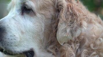 Close up view of golden retriever is sniffing. Dog has a white muzzle, fir cone in its mouth. full HD, footage with selective focus for your video